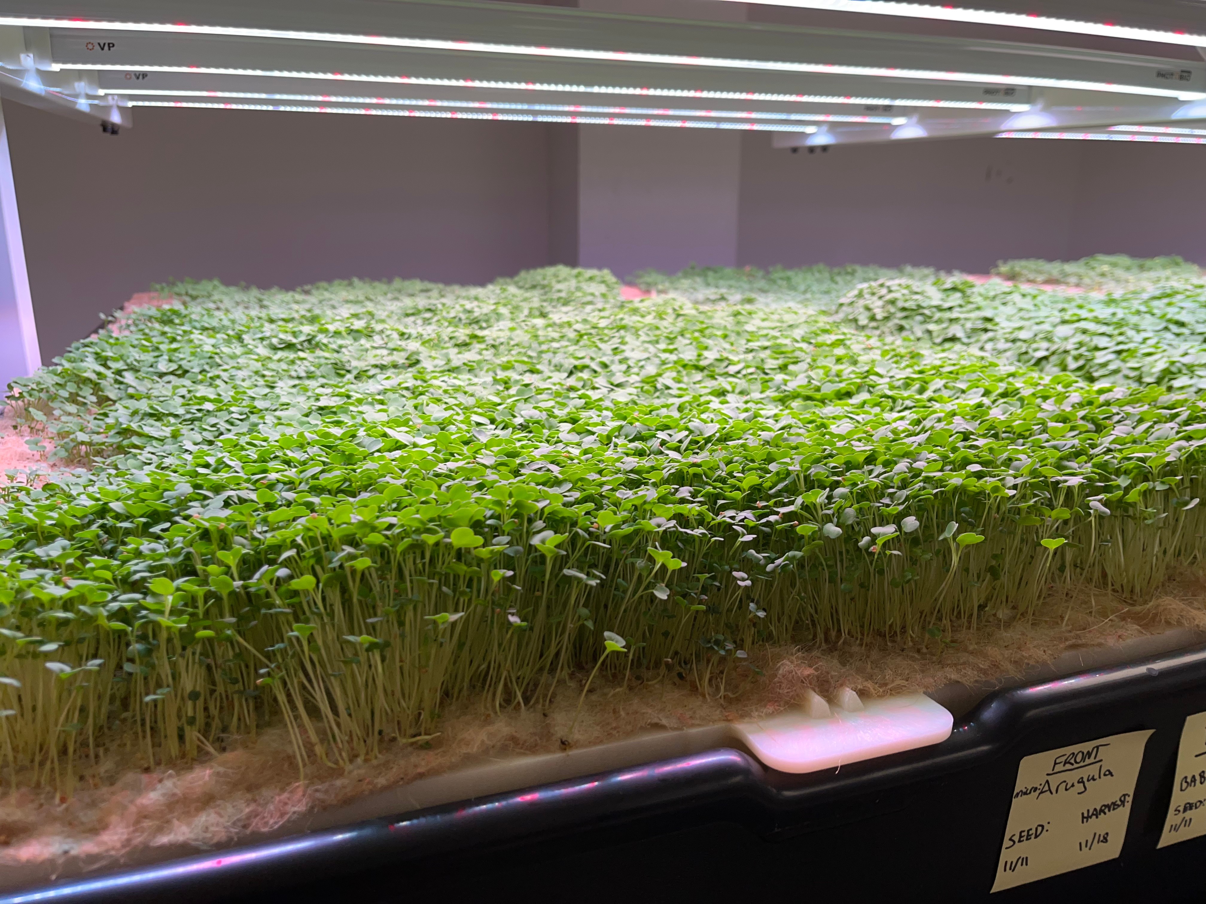 Microgreens Growing