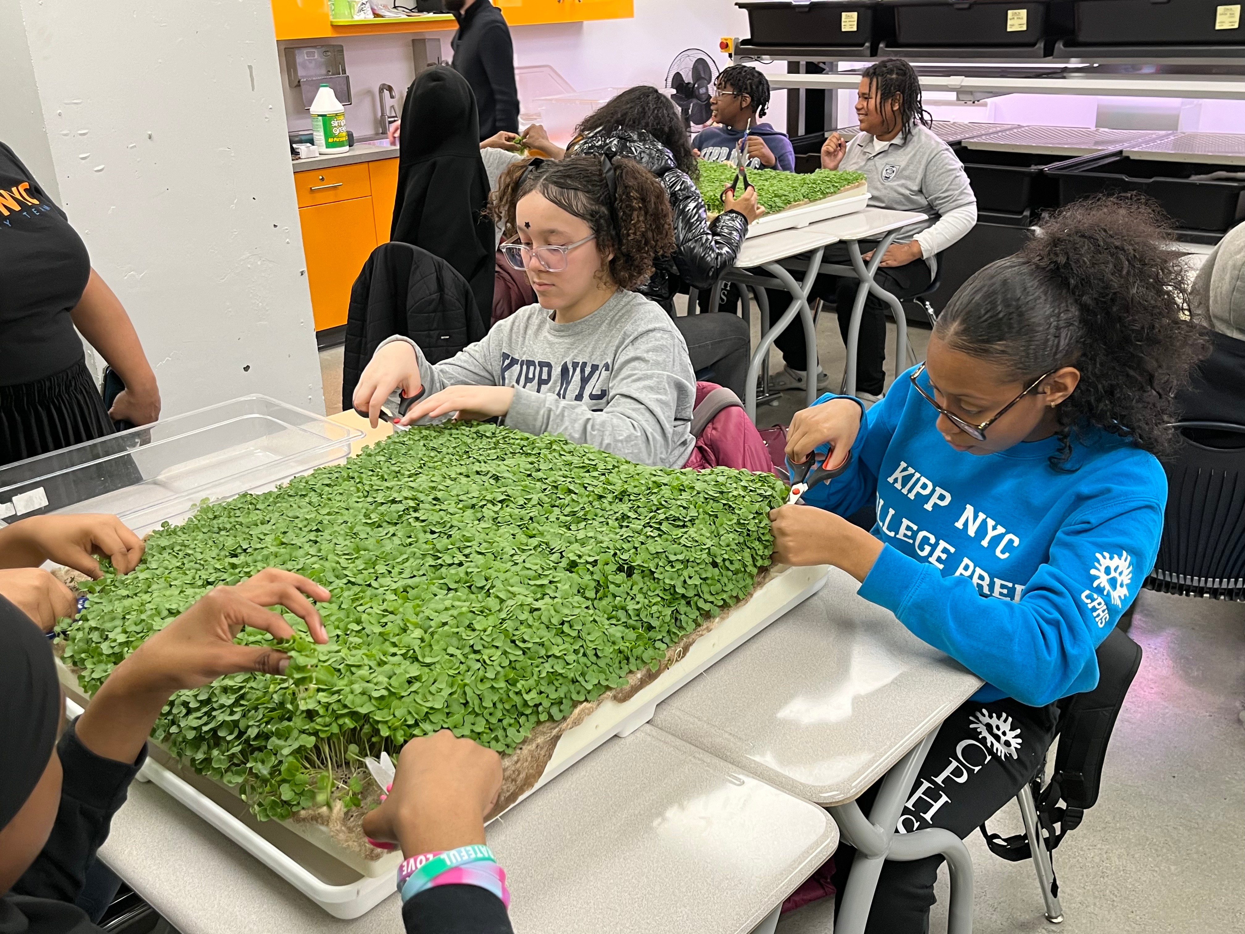 Hydroponic Farming System